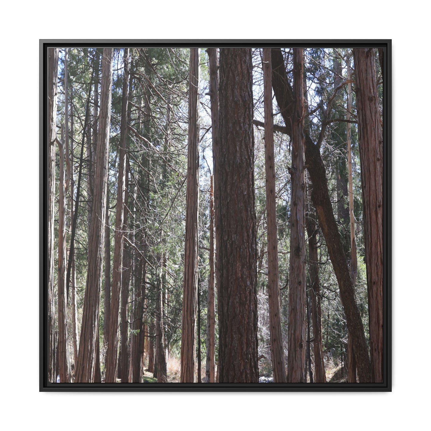 Forest Cathedral - Unique Stretched Canvas Wall Art - Art By Earth