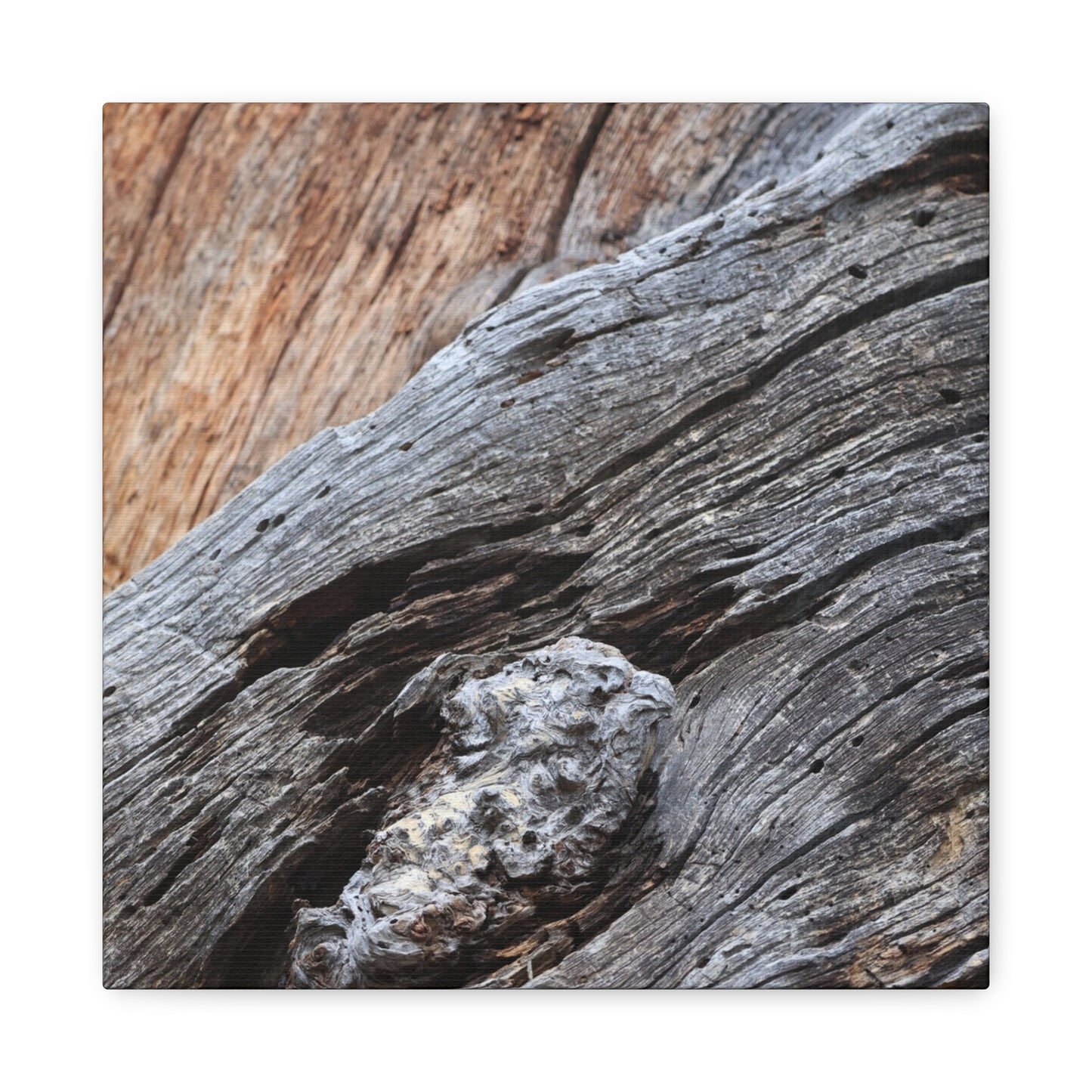Tree Bark Texture - Unique Frameless Canvas Wall Art - Art By Earth