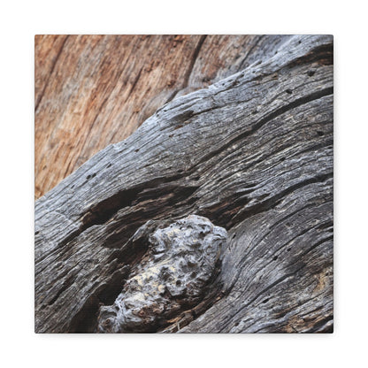 Tree Bark Texture - Unique Frameless Canvas Wall Art - Art By Earth