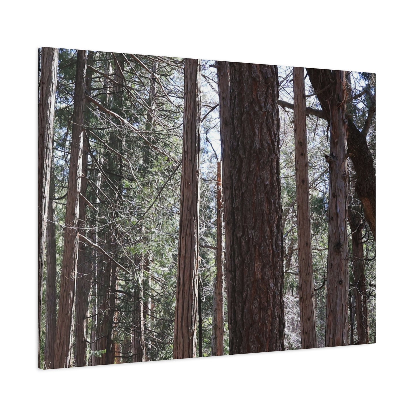 Vertical Sentinels - Unique Frameless Canvas Wall Art - Art By Earth