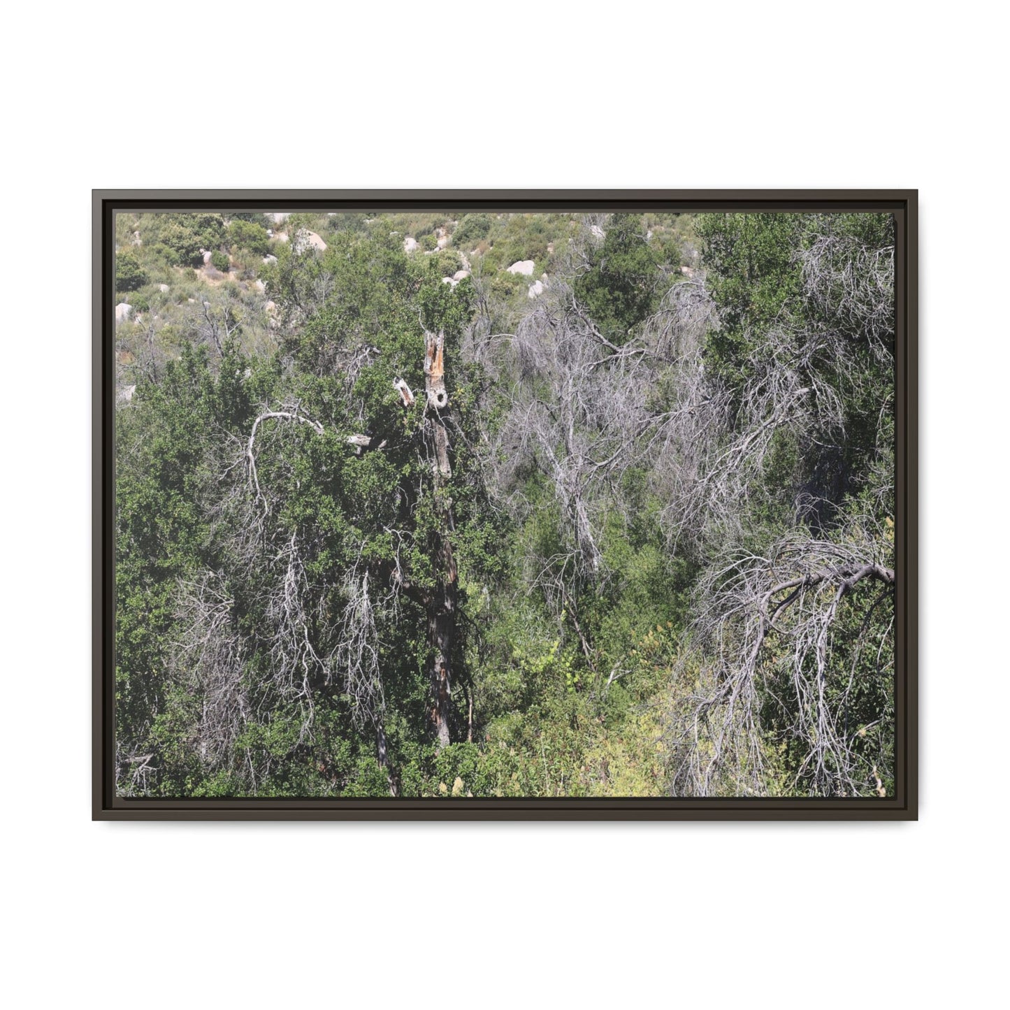 Forest Decline - Unique Stretched Canvas Wall Art
