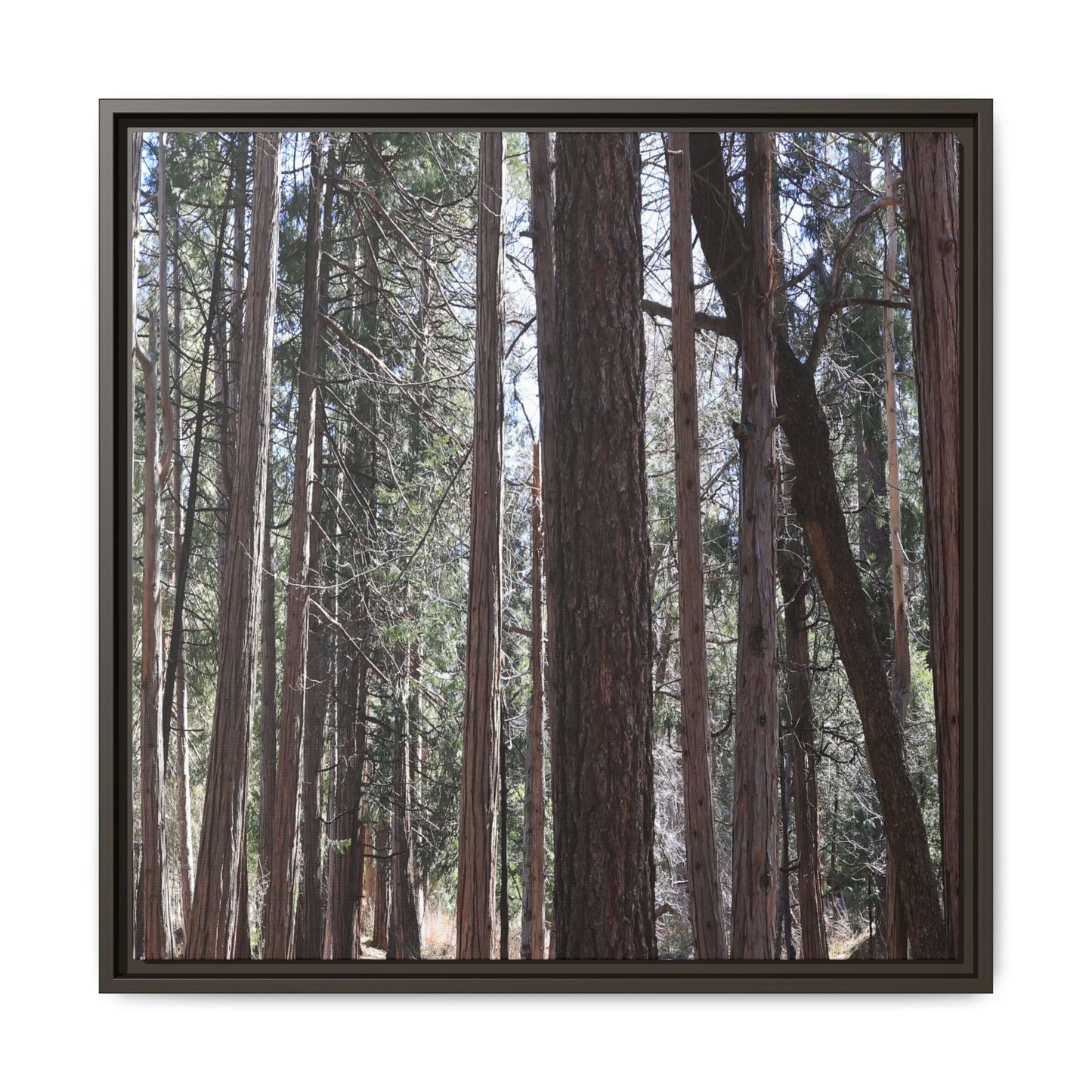 Forest Cathedral - Unique Stretched Canvas Wall Art - Art By Earth