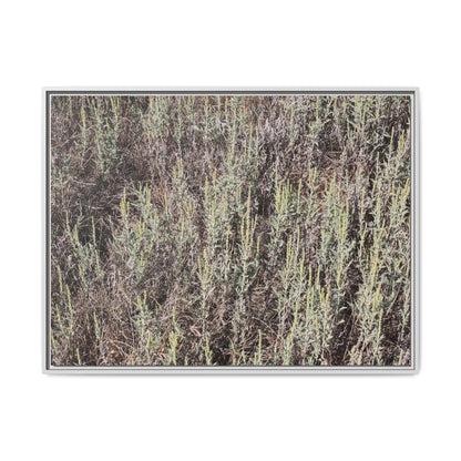 Sage Fields Forever - Unique Stretched Canvas Wall Art - Art By Earth