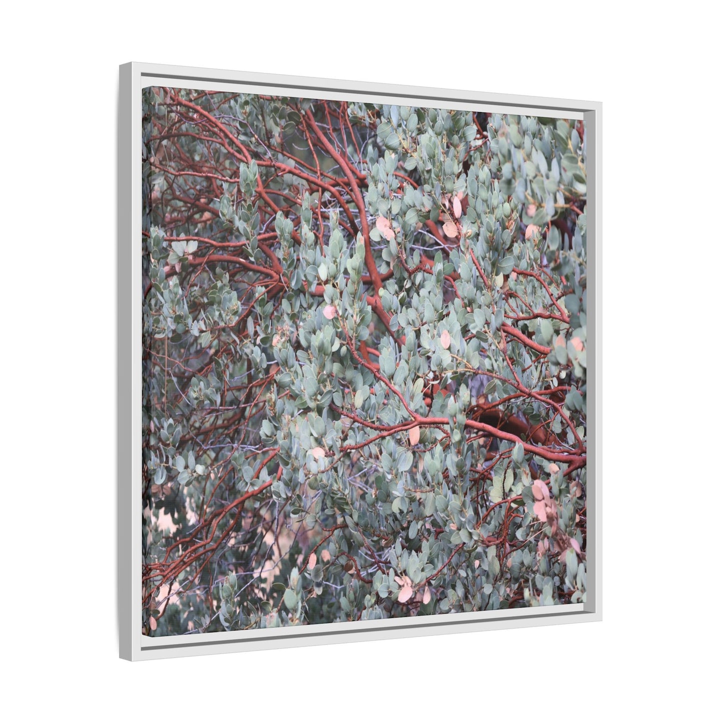 Whispers of Sage - Unique Stretched Canvas Wall Art - Art By Earth