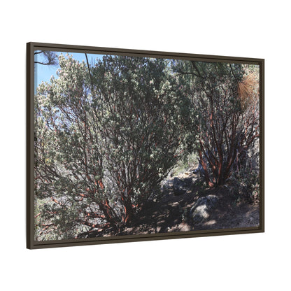 Desert Trail Through Blooming Manzanita - Unique Stretched Canvas Wall Art