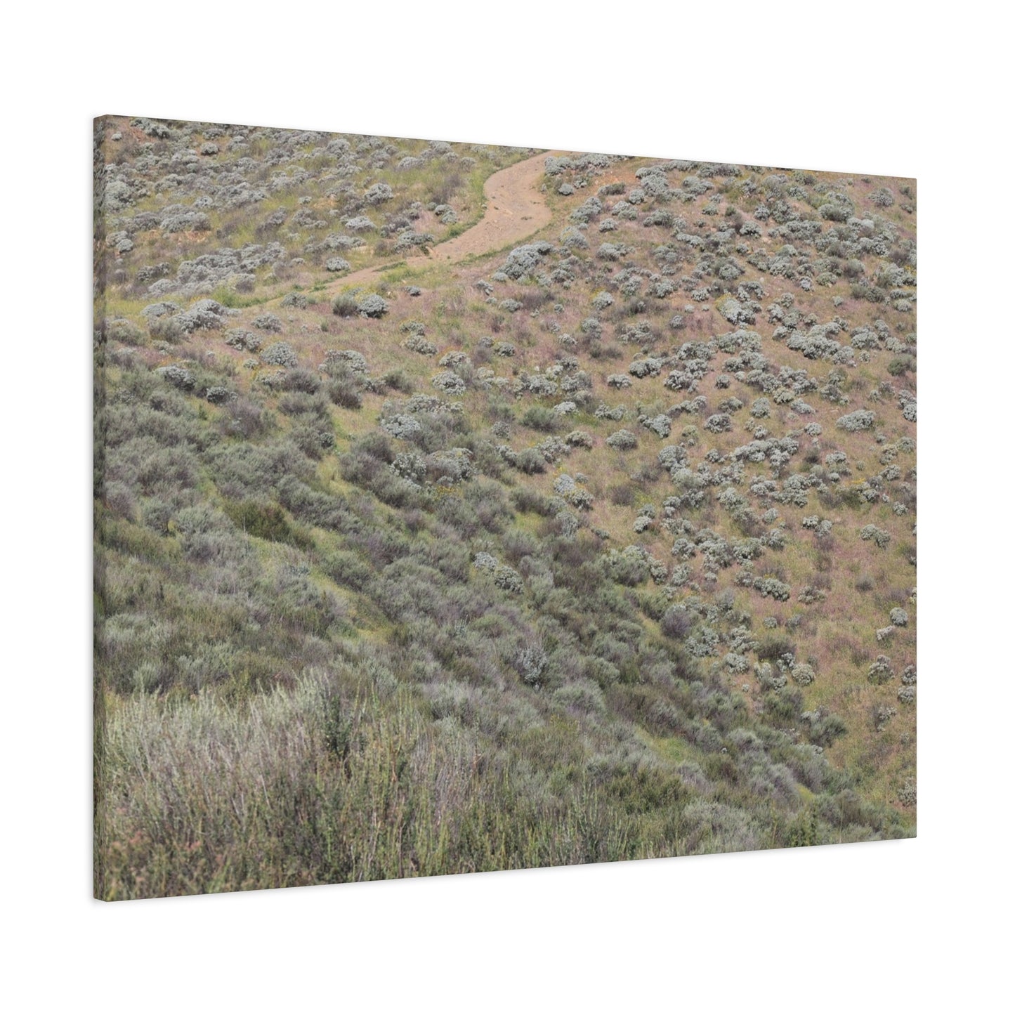Desert Path Through Sagebrush - Unique Frameless Canvas Wall Art - Art By Earth