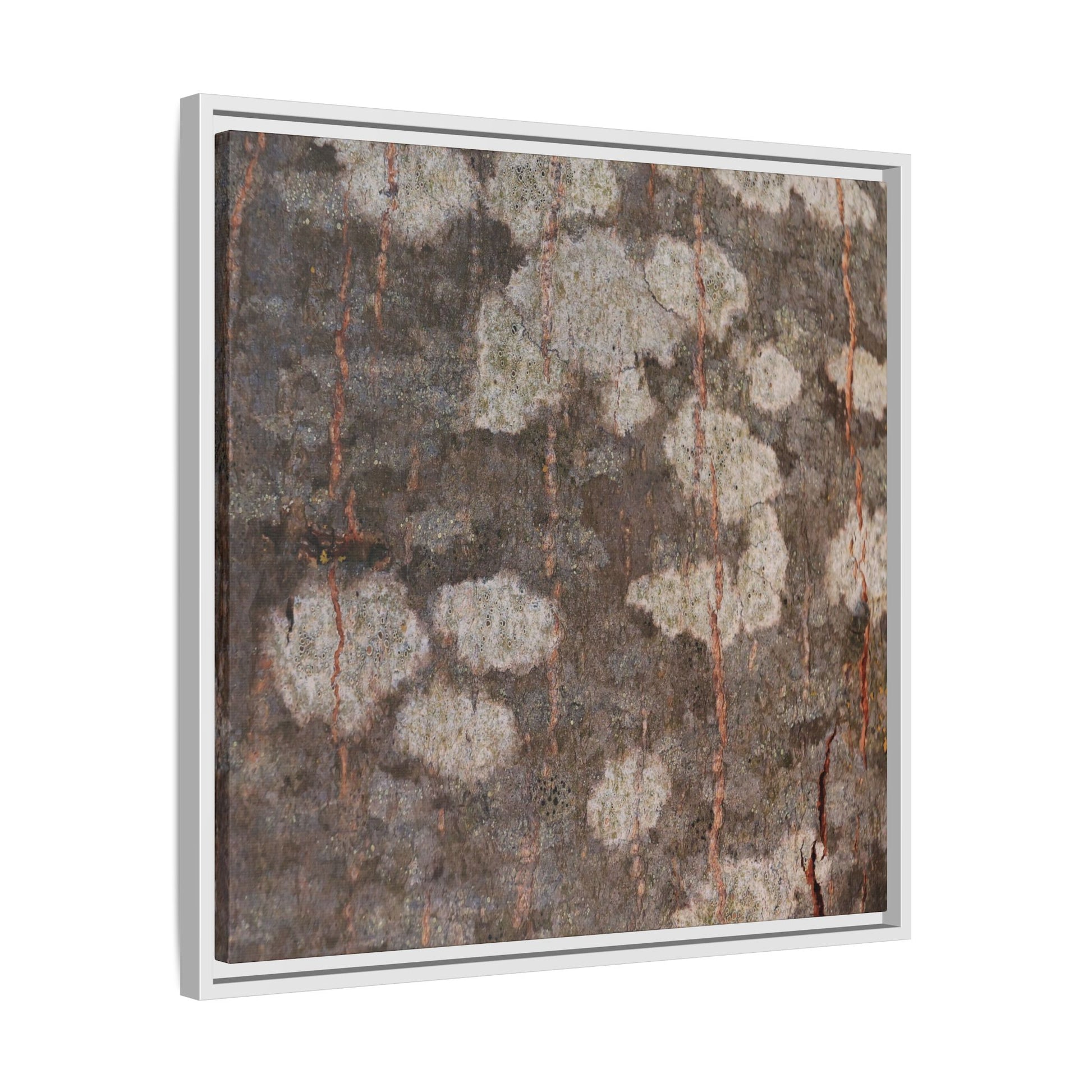 Lichen's Legacy - Unique Stretched Canvas Wall Art - Art By Earth