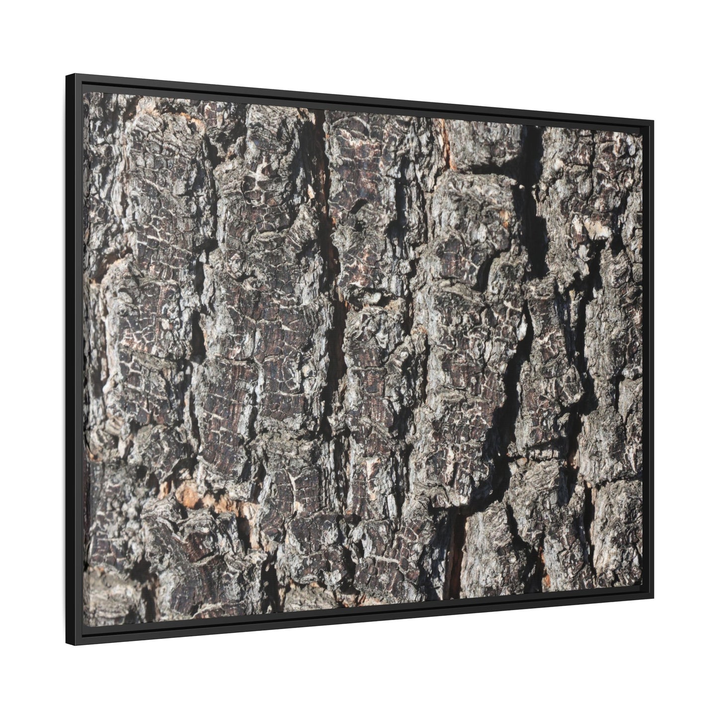 Bark Study in Gray - Unique Stretched Canvas Wall Art - Art By Earth