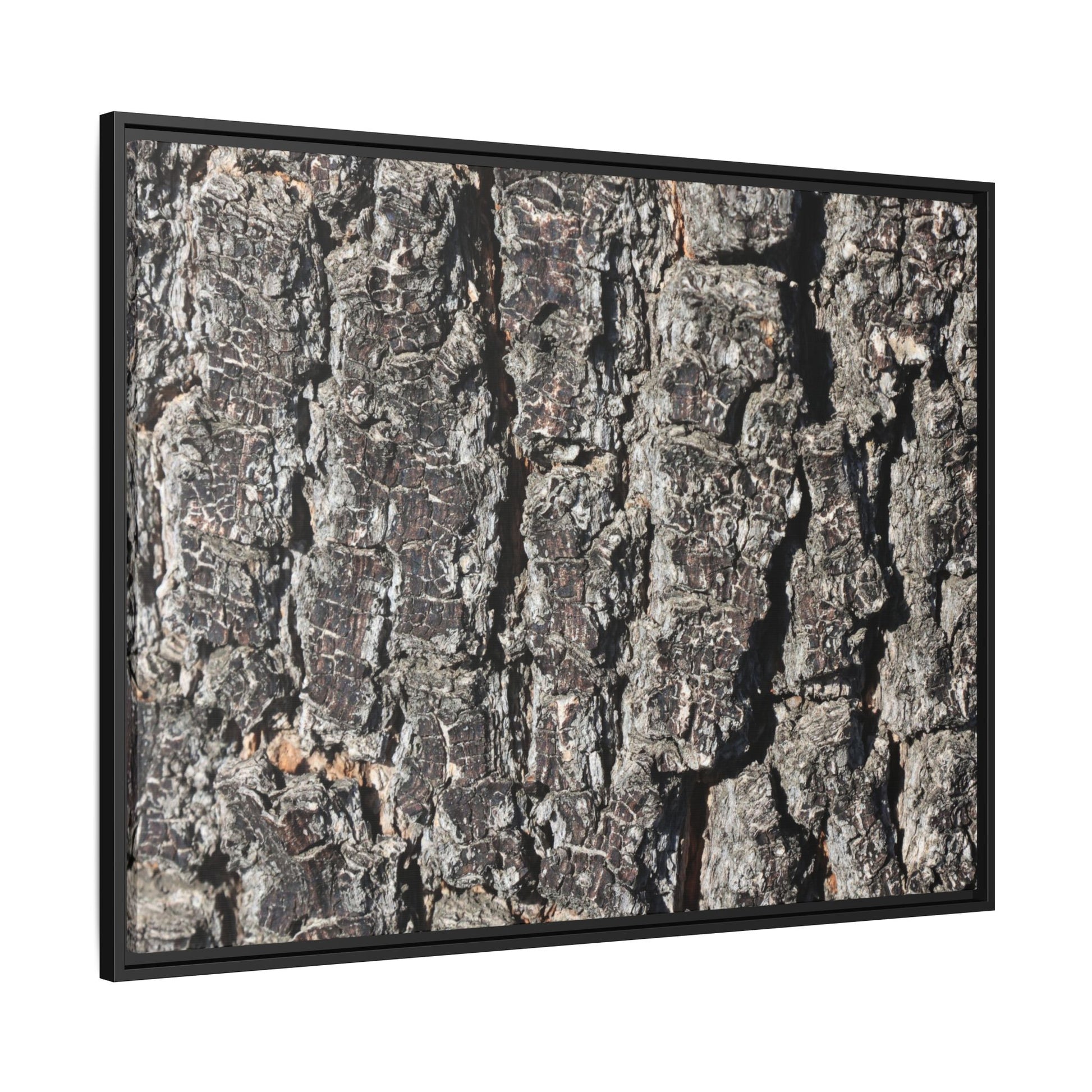 Bark Study in Gray - Unique Stretched Canvas Wall Art - Art By Earth