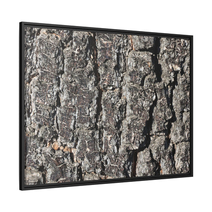 Bark Study in Gray - Unique Stretched Canvas Wall Art - Art By Earth