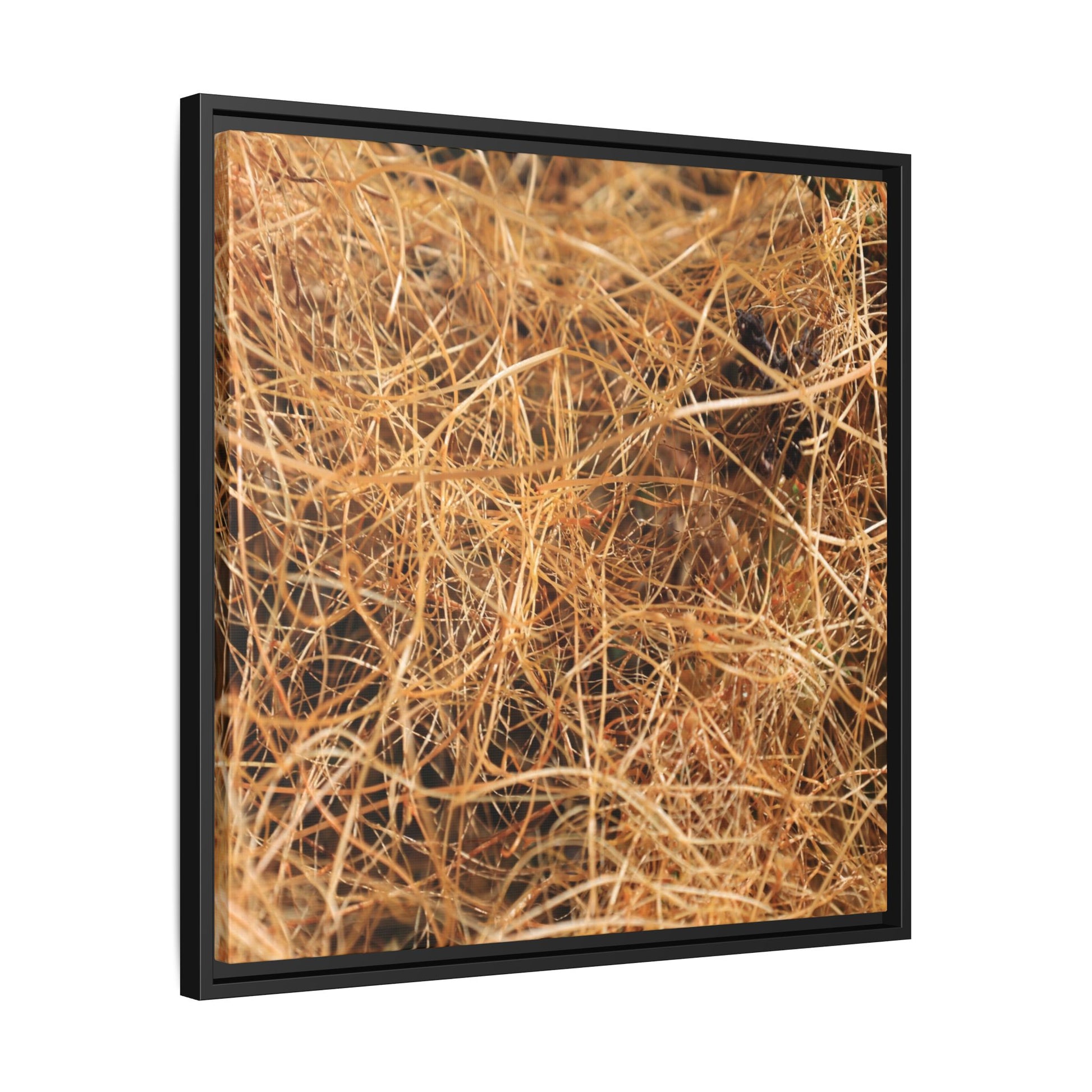 Dried Grass - Unique Stretched Canvas Wall Art - Art By Earth