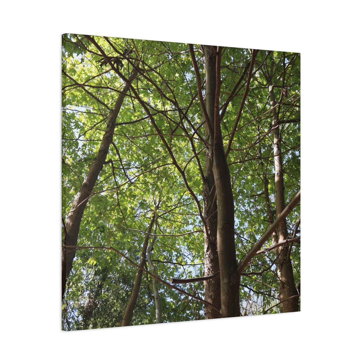 Canopy of Light - Unique Frameless Canvas Wall Art