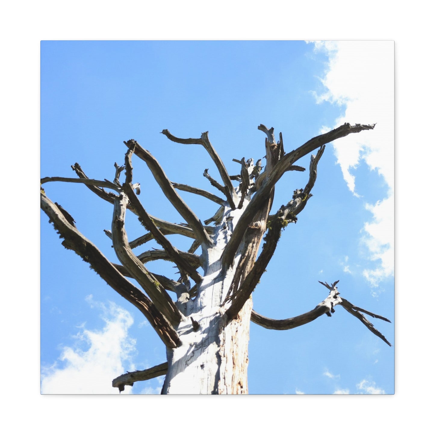 Skeletal Branches Reaching - Unique Frameless Canvas Wall Art - Art By Earth