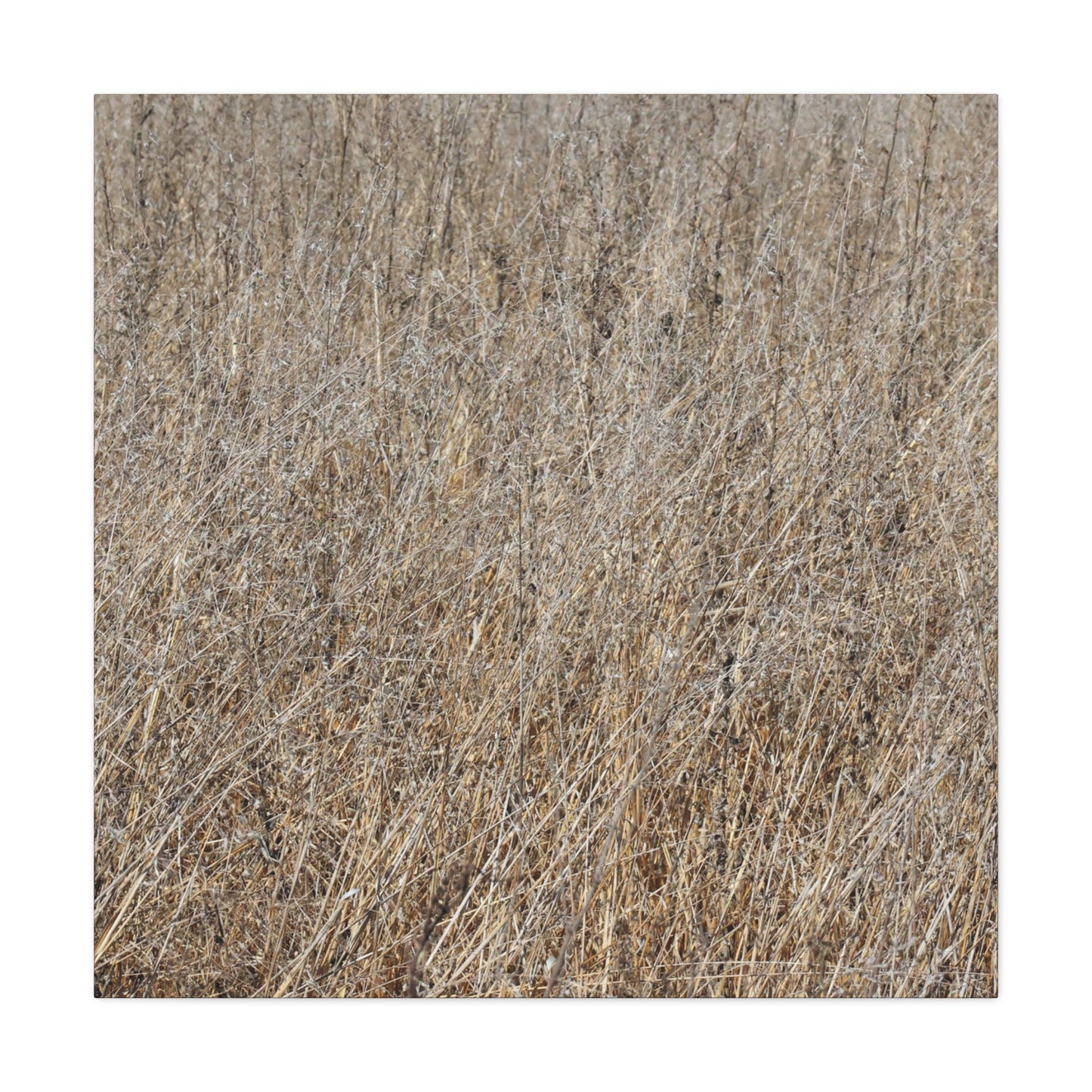 Silent Prairie - Unique Frameless Canvas Wall Art - Art By Earth