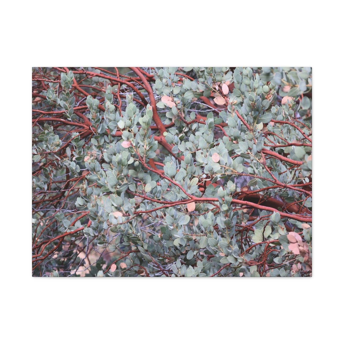 Whispers of Silver and Rust - Unique Frameless Canvas Wall Art - Art By Earth