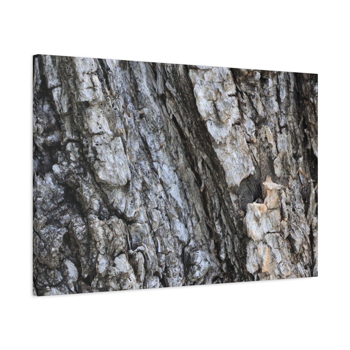 Nature's Rough Embrace - Unique Frameless Canvas Wall Art - Art By Earth