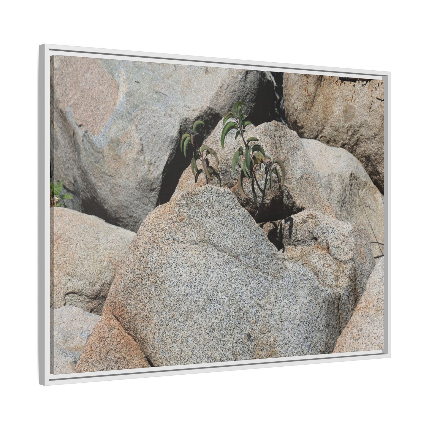 Desert Plant Thriving Among Rocks - Unique Stretched Canvas Wall Art