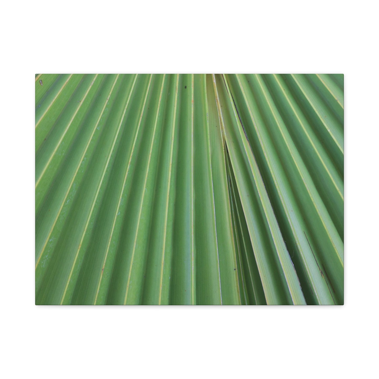 Fan of Green - Unique Frameless Canvas Wall Art - Art By Earth