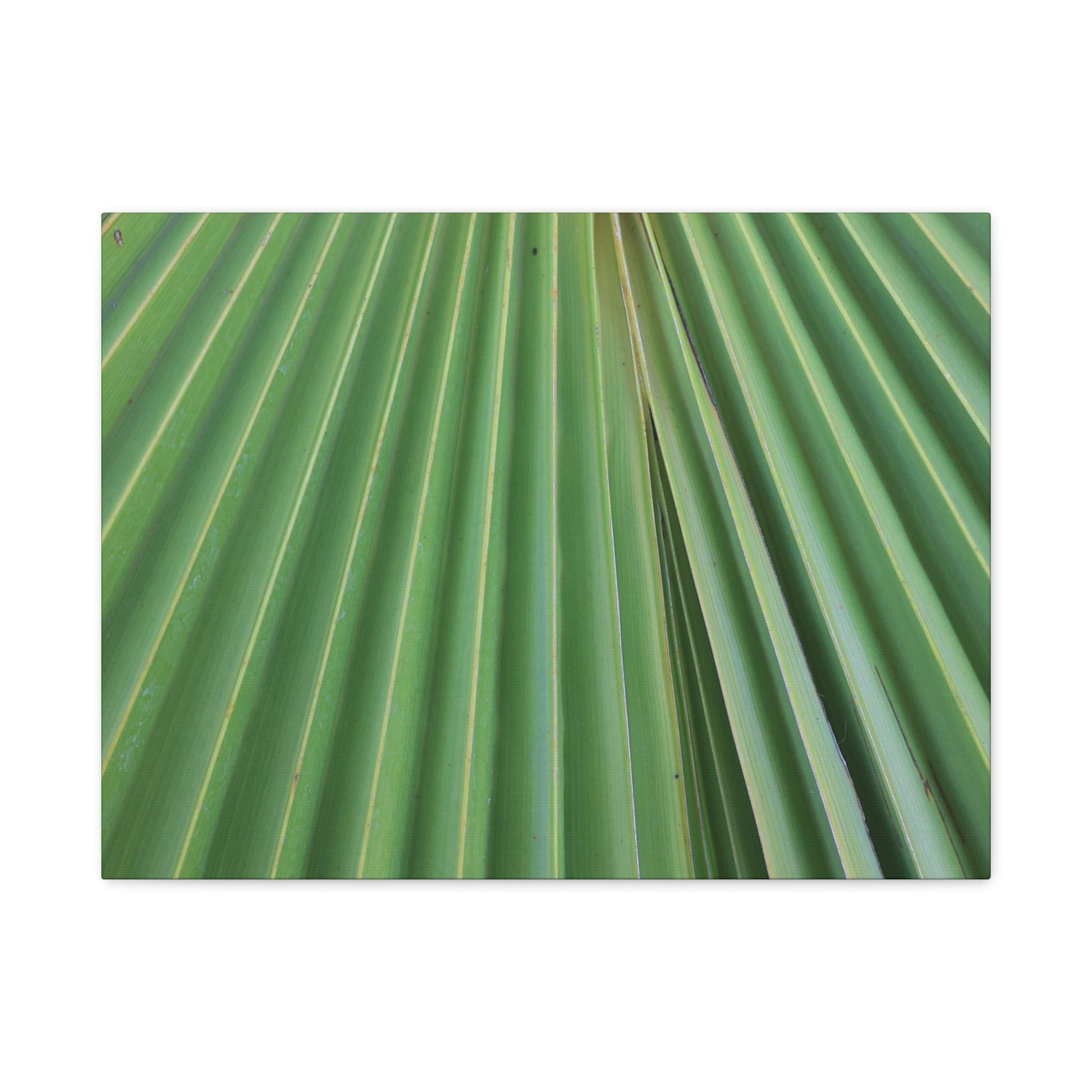 Fan of Green - Unique Frameless Canvas Wall Art - Art By Earth