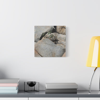 Desert Plant Survives - Unique Frameless Canvas Wall Art
