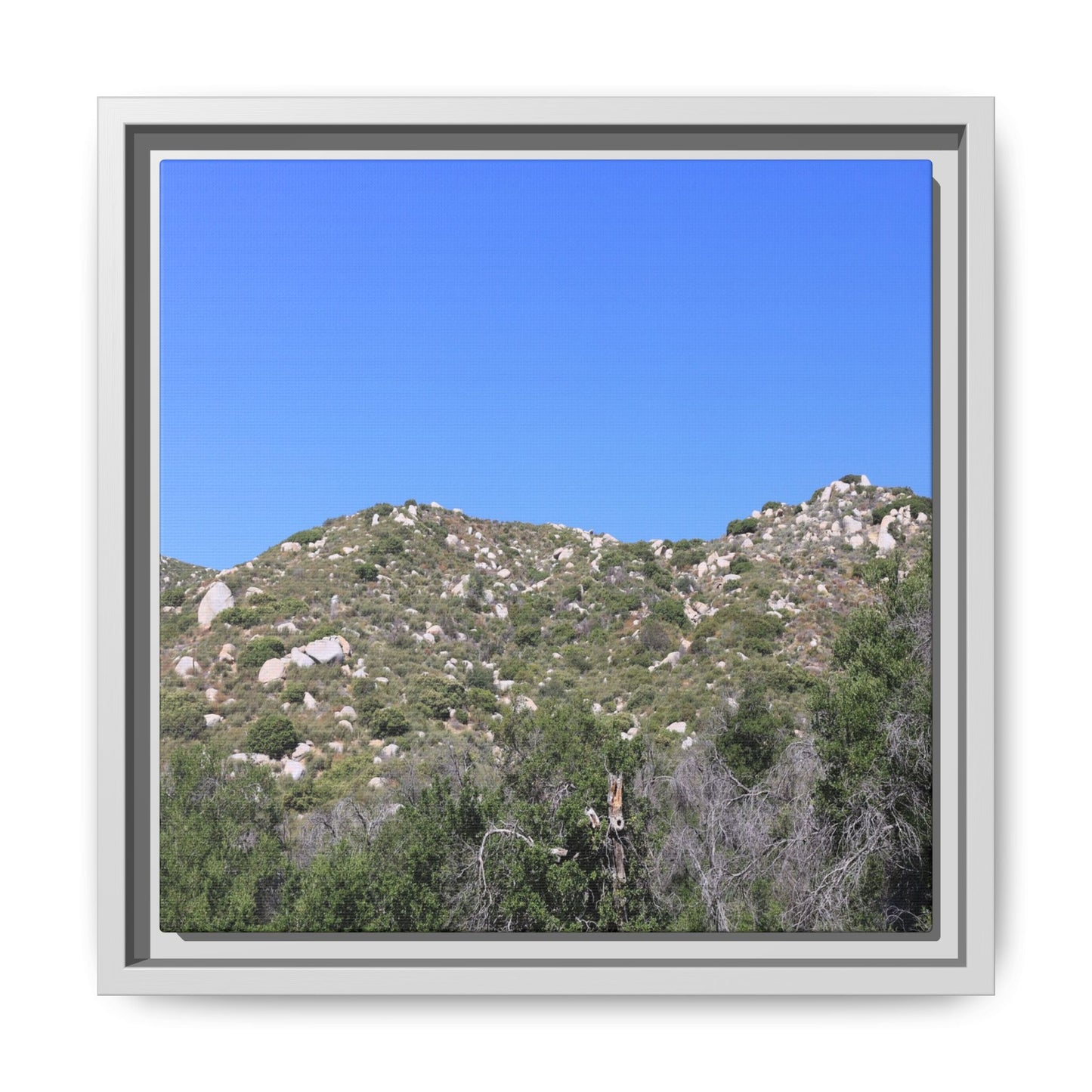 Sparse Vegetation - Unique Stretched Canvas Wall Art