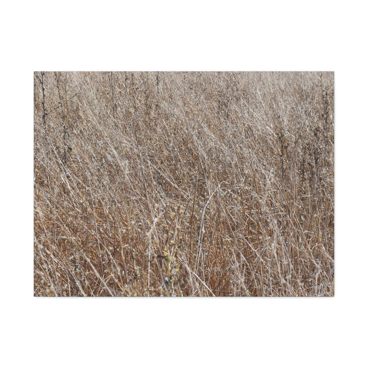 Whispers of Autumn - Unique Frameless Canvas Wall Art - Art By Earth