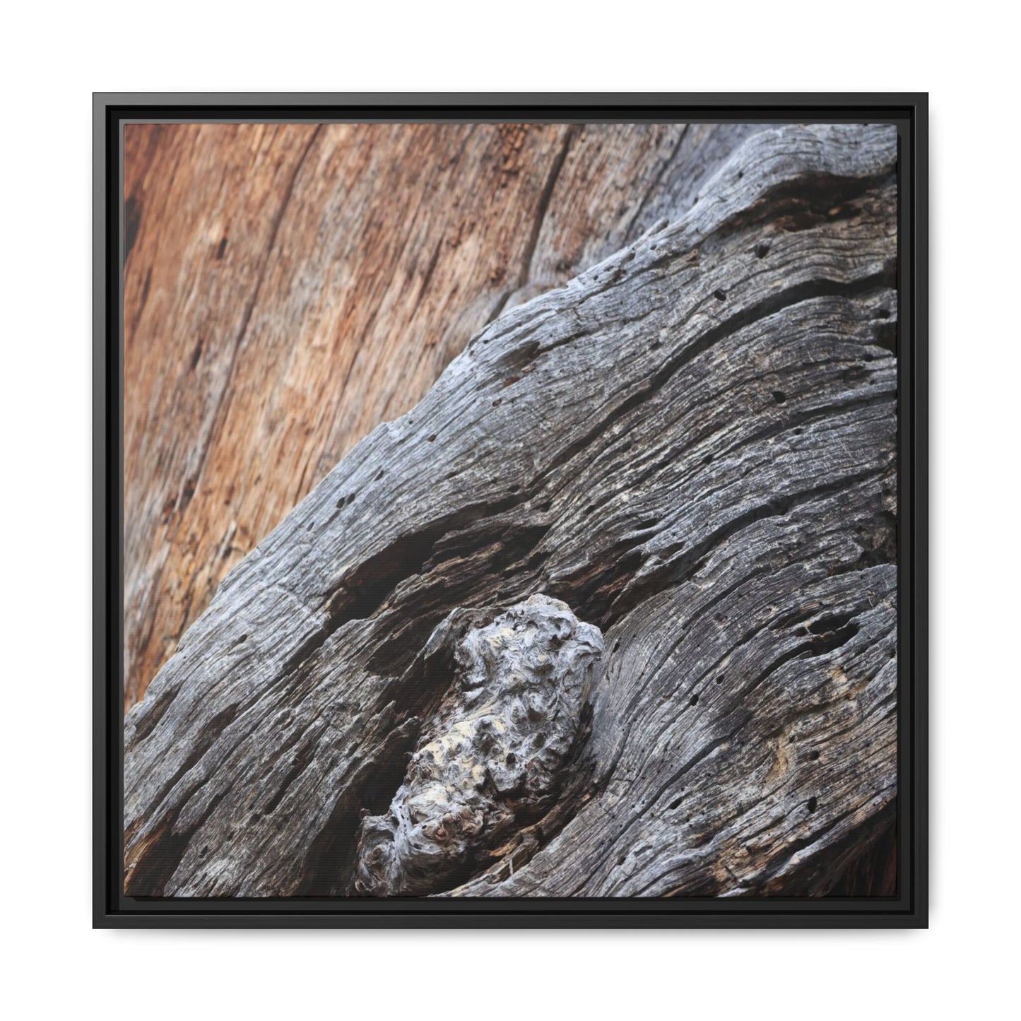 Time's Mark on Timber - Unique Stretched Canvas Wall Art - Art By Earth