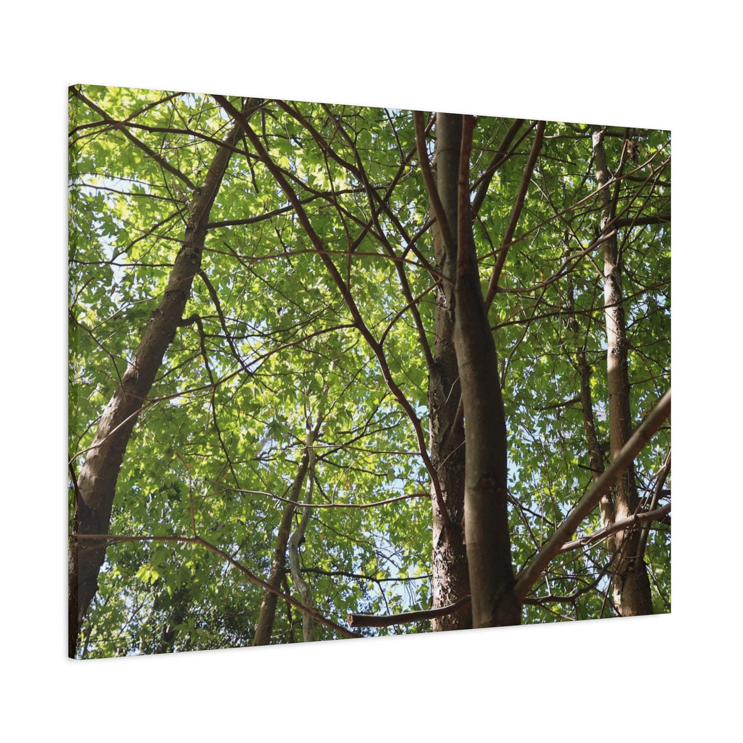 Canopy of Light - Unique Frameless Canvas Wall Art