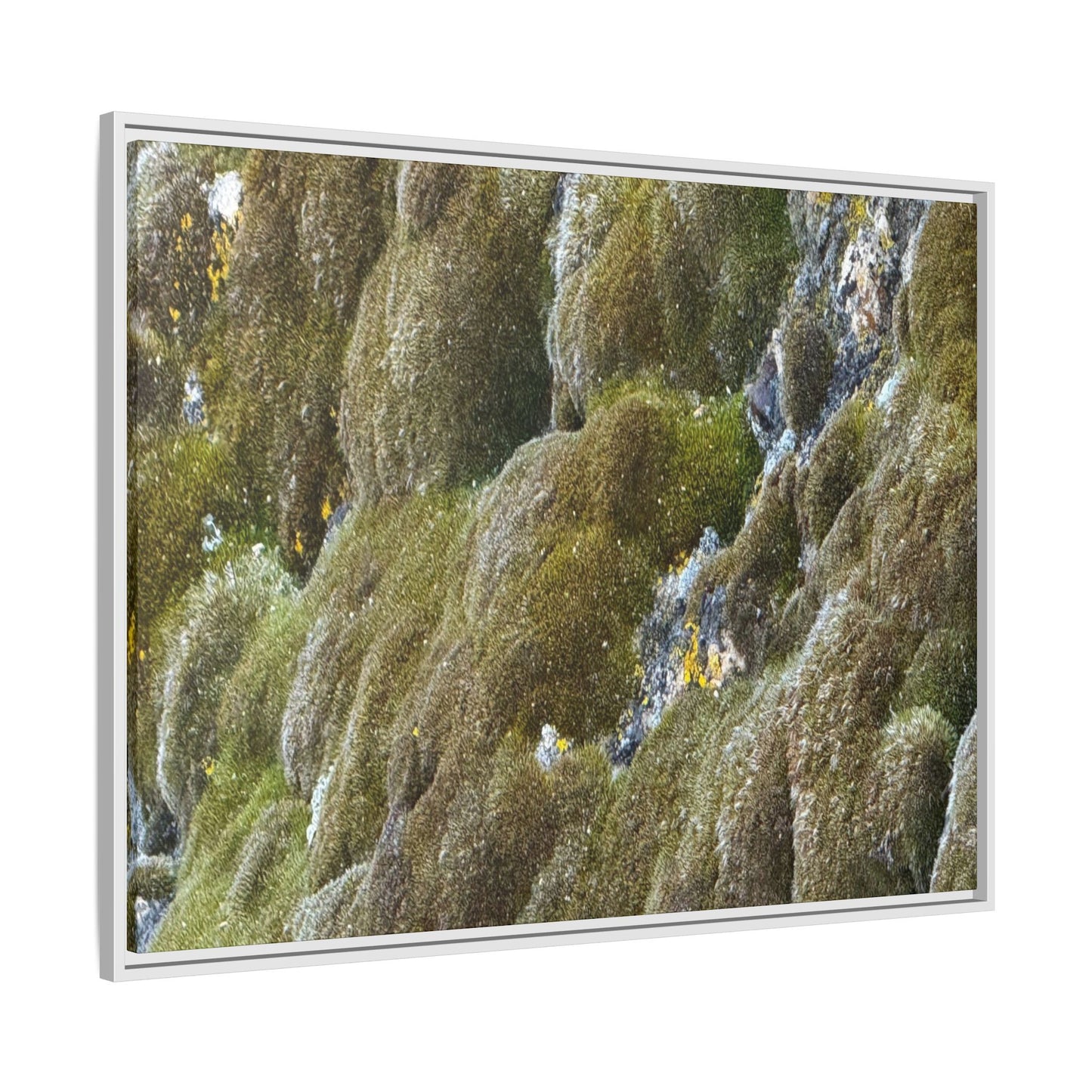 Moss Symphony - Unique Stretched Canvas Wall Art