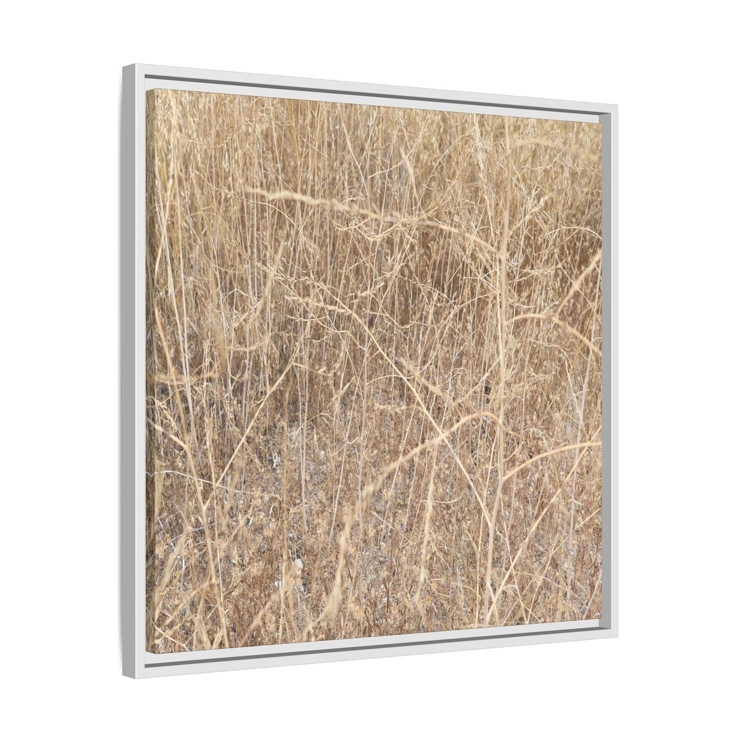 Golden Stalks - Unique Stretched Canvas Wall Art - Art By Earth