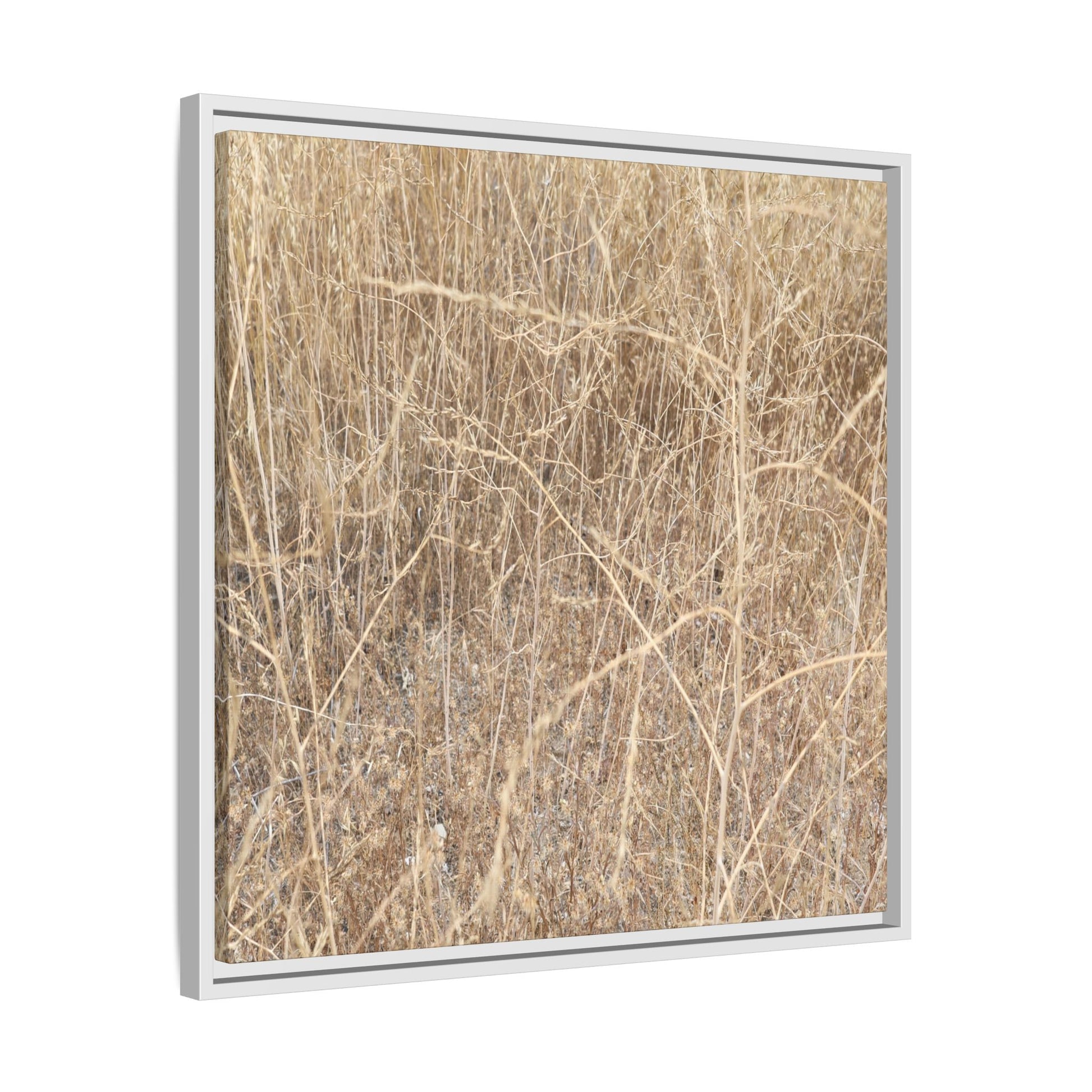 Golden Stalks - Unique Stretched Canvas Wall Art - Art By Earth