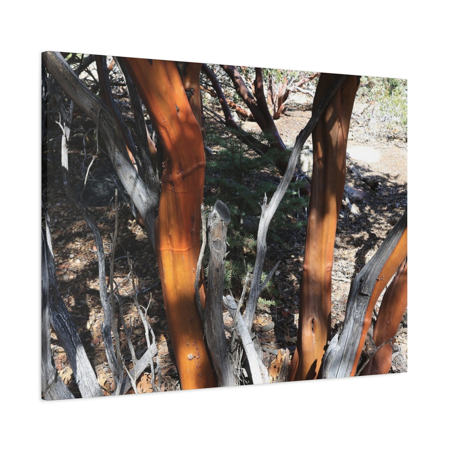 Peeling Bark of Ancient Trees - Unique Frameless Canvas Wall Art