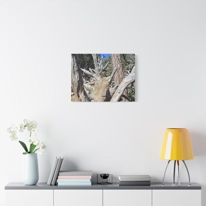 Twisted Roots - Unique Frameless Canvas Wall Art