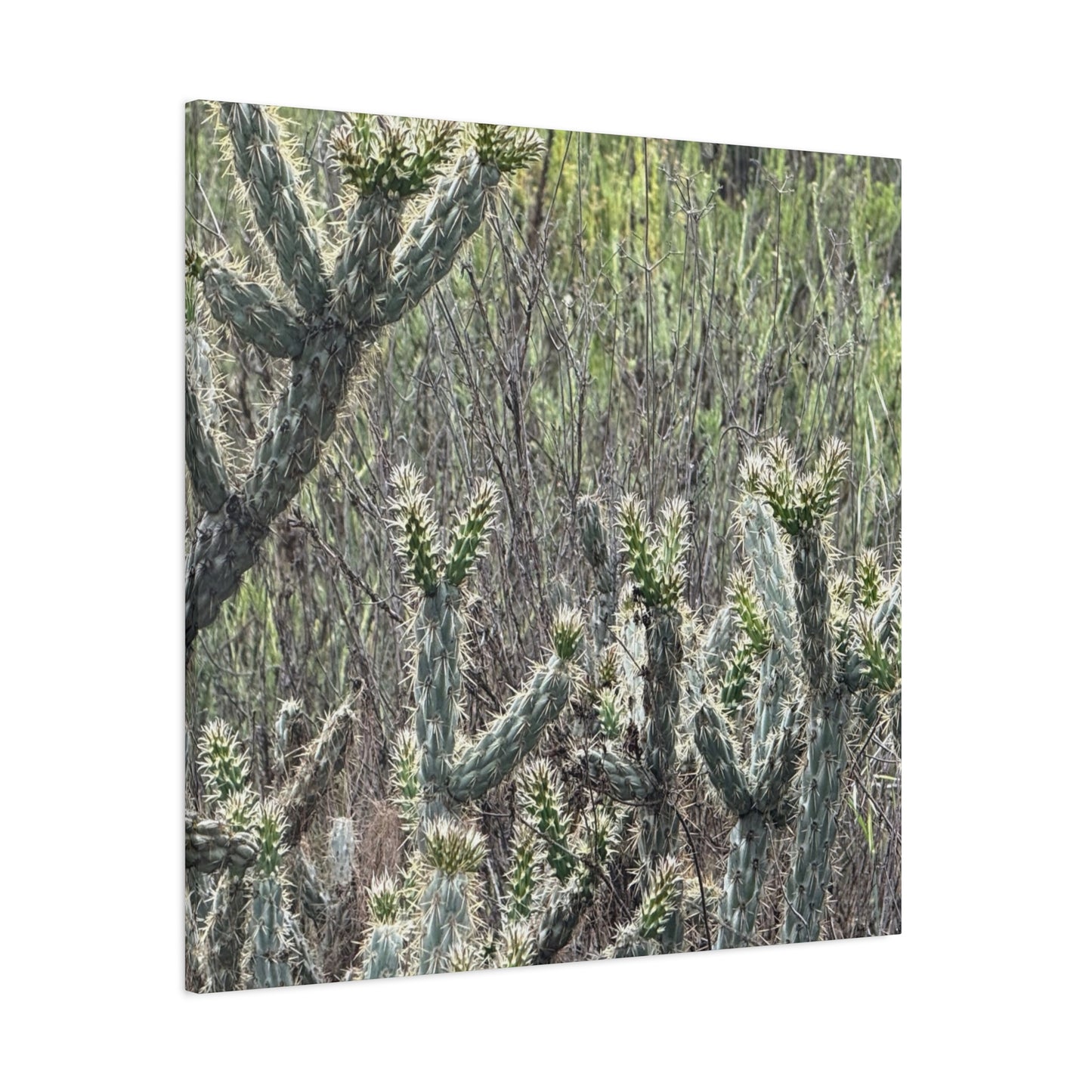 Spiny Sentinels - Unique Frameless Canvas Wall Art - Art By Earth