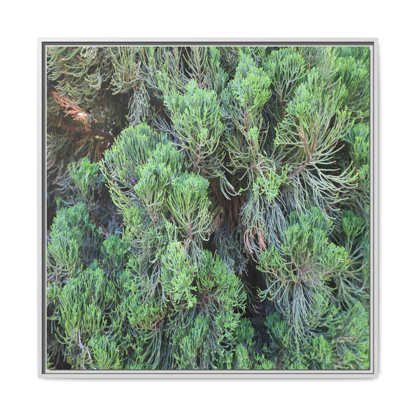 Verdant Whispers - Unique Stretched Canvas Wall Art - Art By Earth