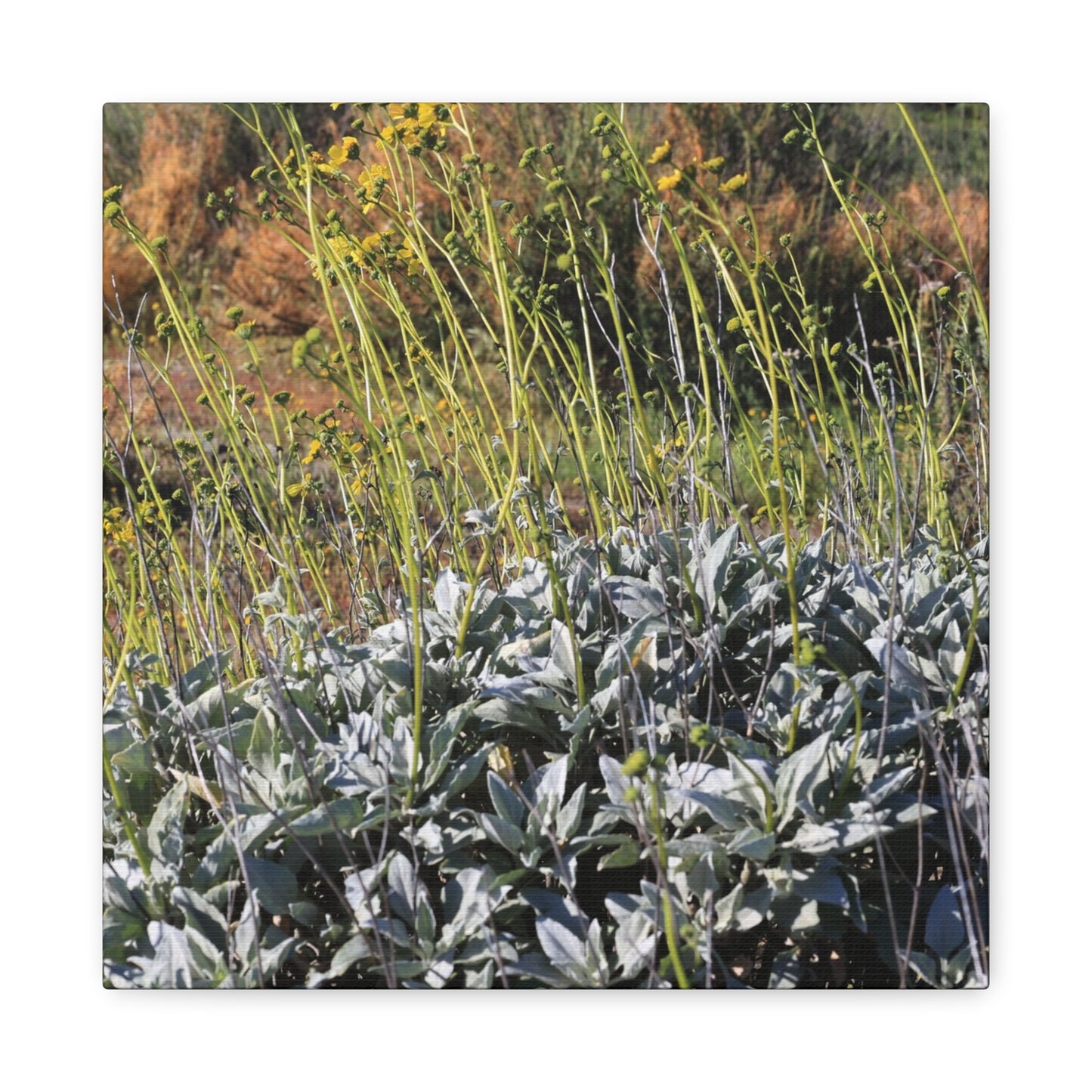 Desert Wildflowers in Bloom - Unique Frameless Canvas Wall Art - Art By Earth