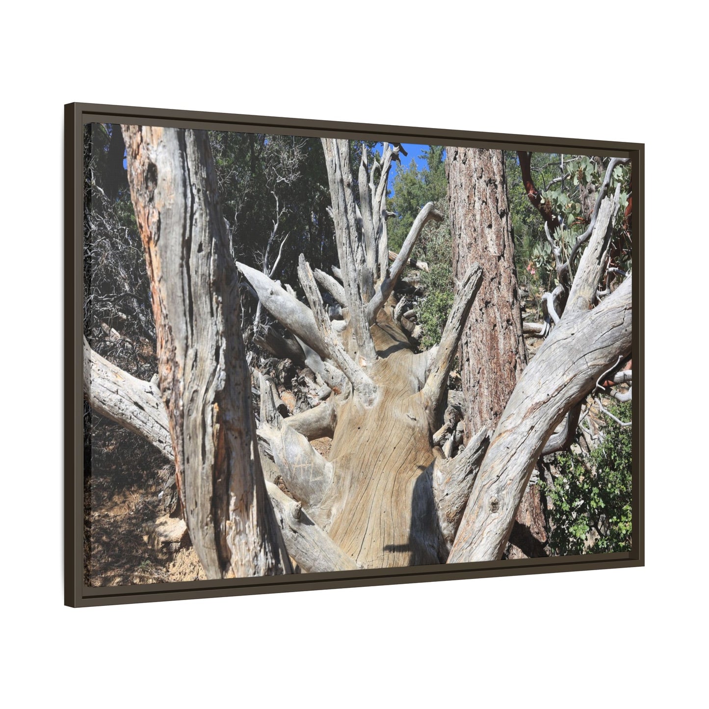 Forest Sentinels - Unique Stretched Canvas Wall Art