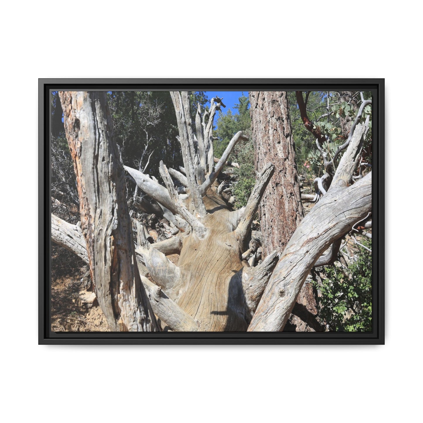 Forest Sentinels - Unique Stretched Canvas Wall Art