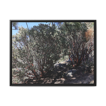 Desert Trail Through Blooming Manzanita - Unique Stretched Canvas Wall Art