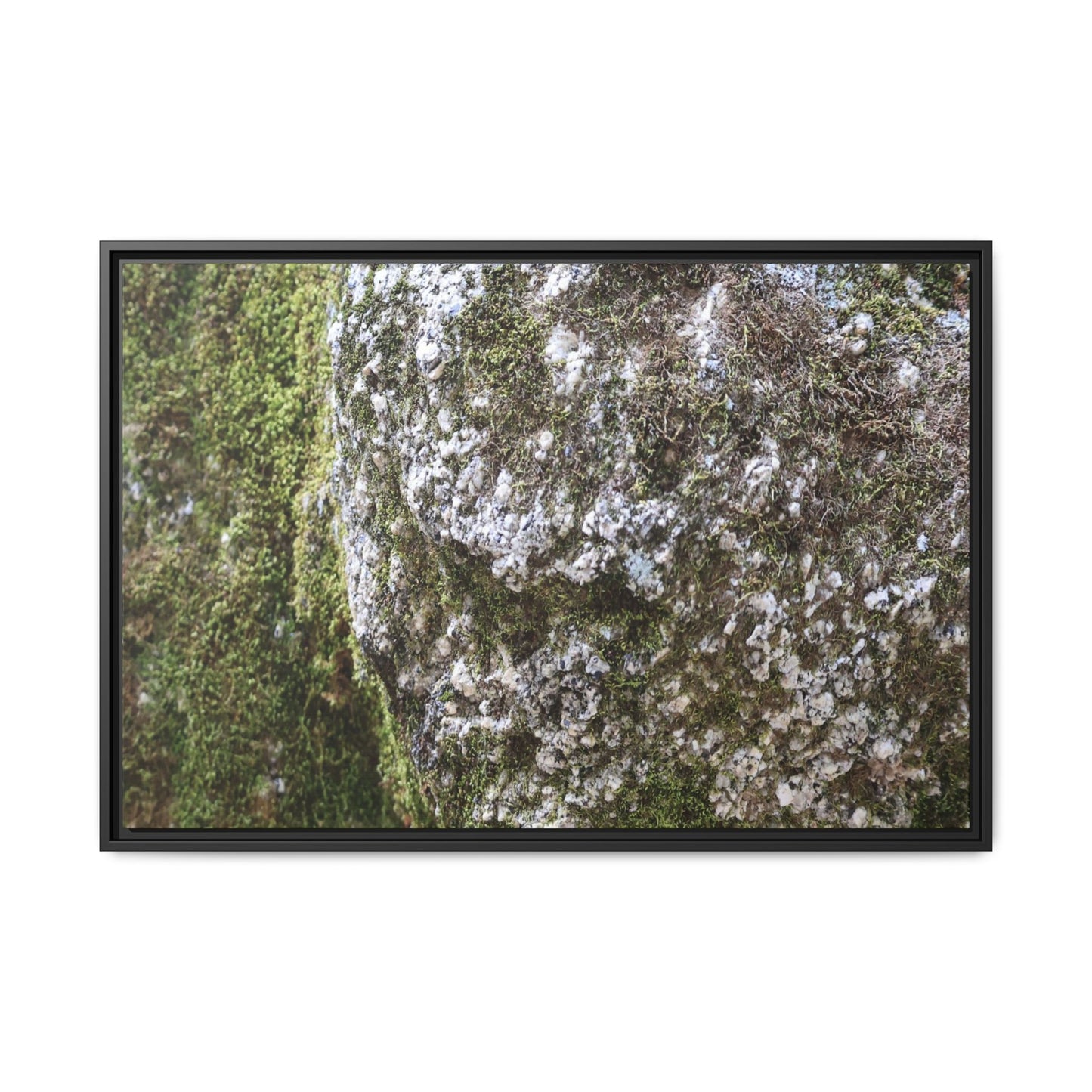 Lichen Landscape - Unique Stretched Canvas Wall Art - Art By Earth