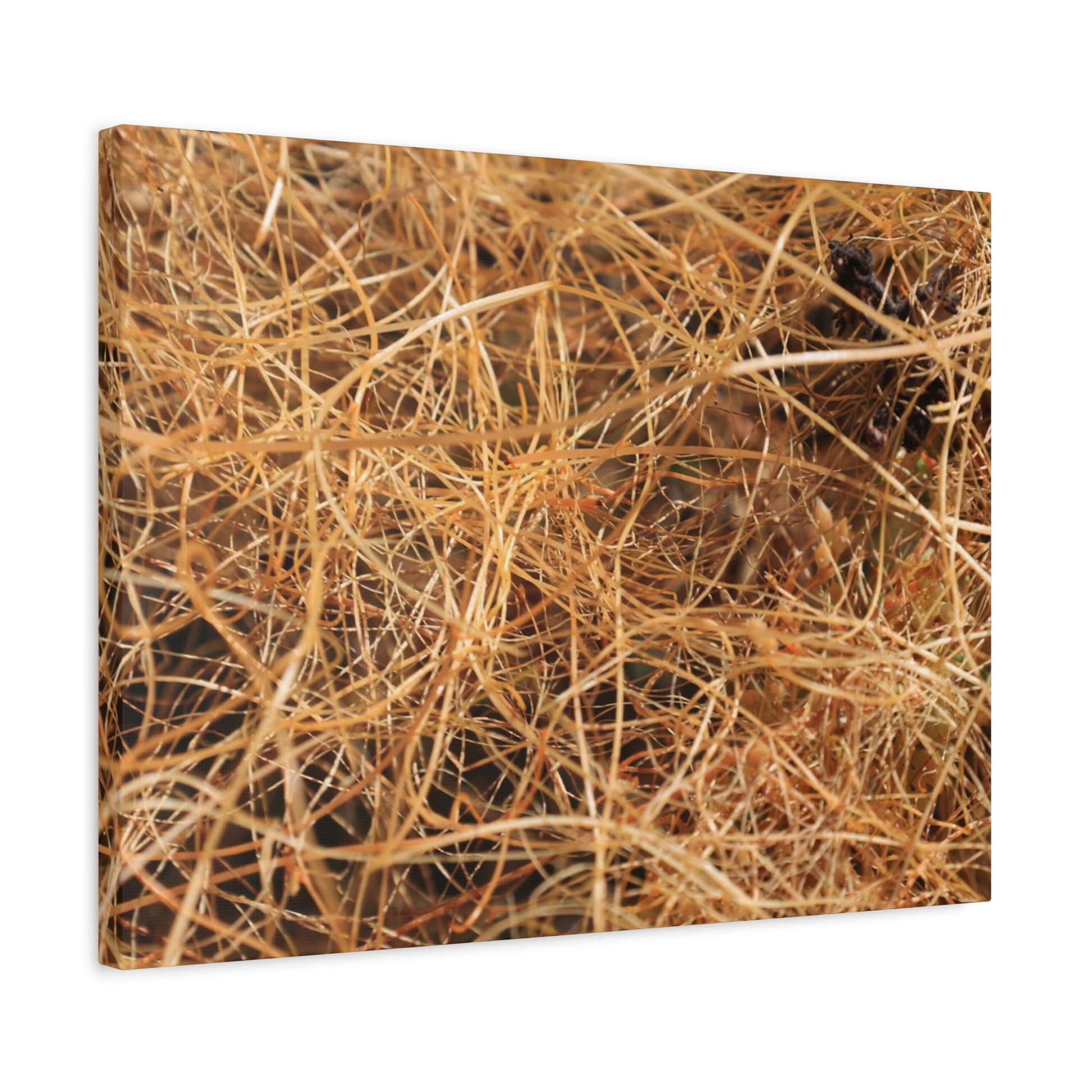 Dry Grass - Unique Frameless Canvas Wall Art - Art By Earth