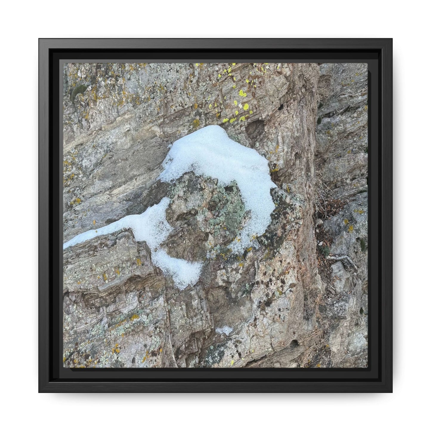 Lichen's Embrace - Unique Stretched Canvas Wall Art