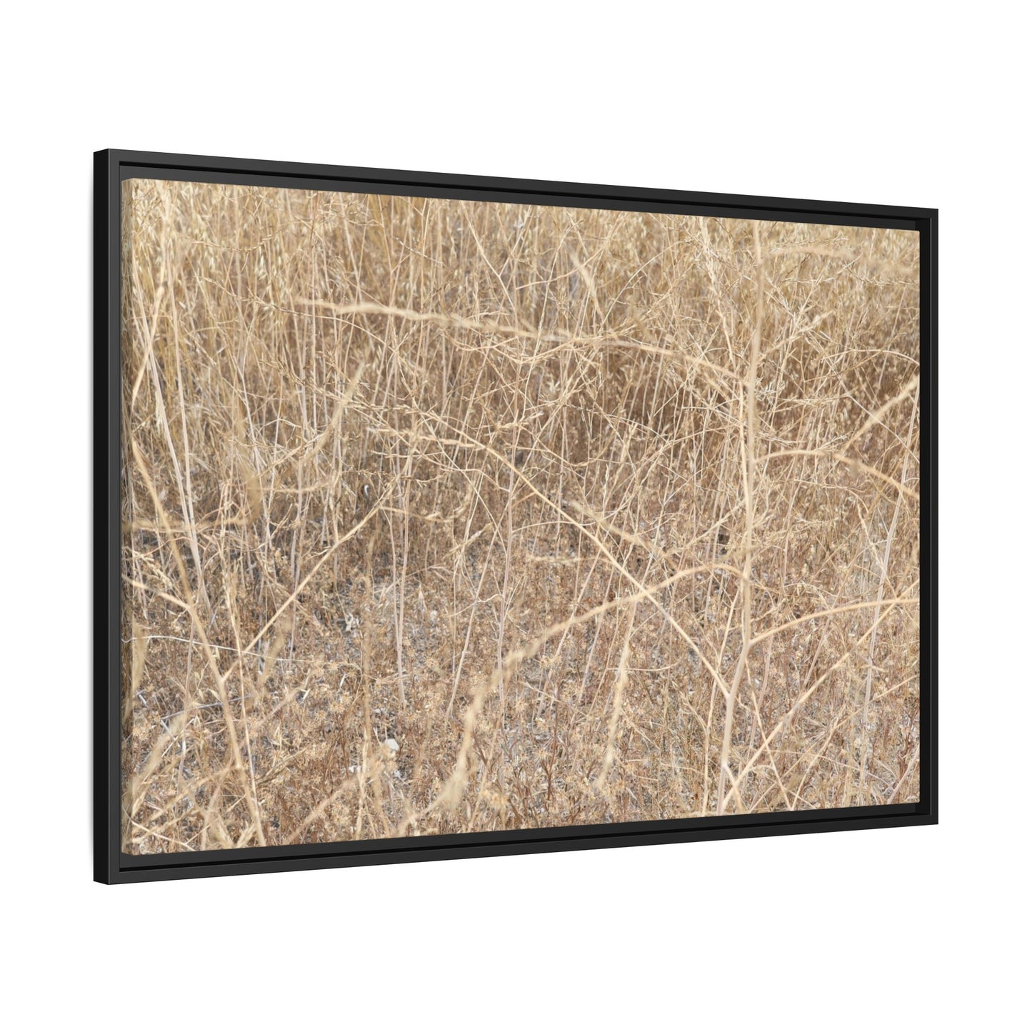 Golden Stalks - Unique Stretched Canvas Wall Art - Art By Earth