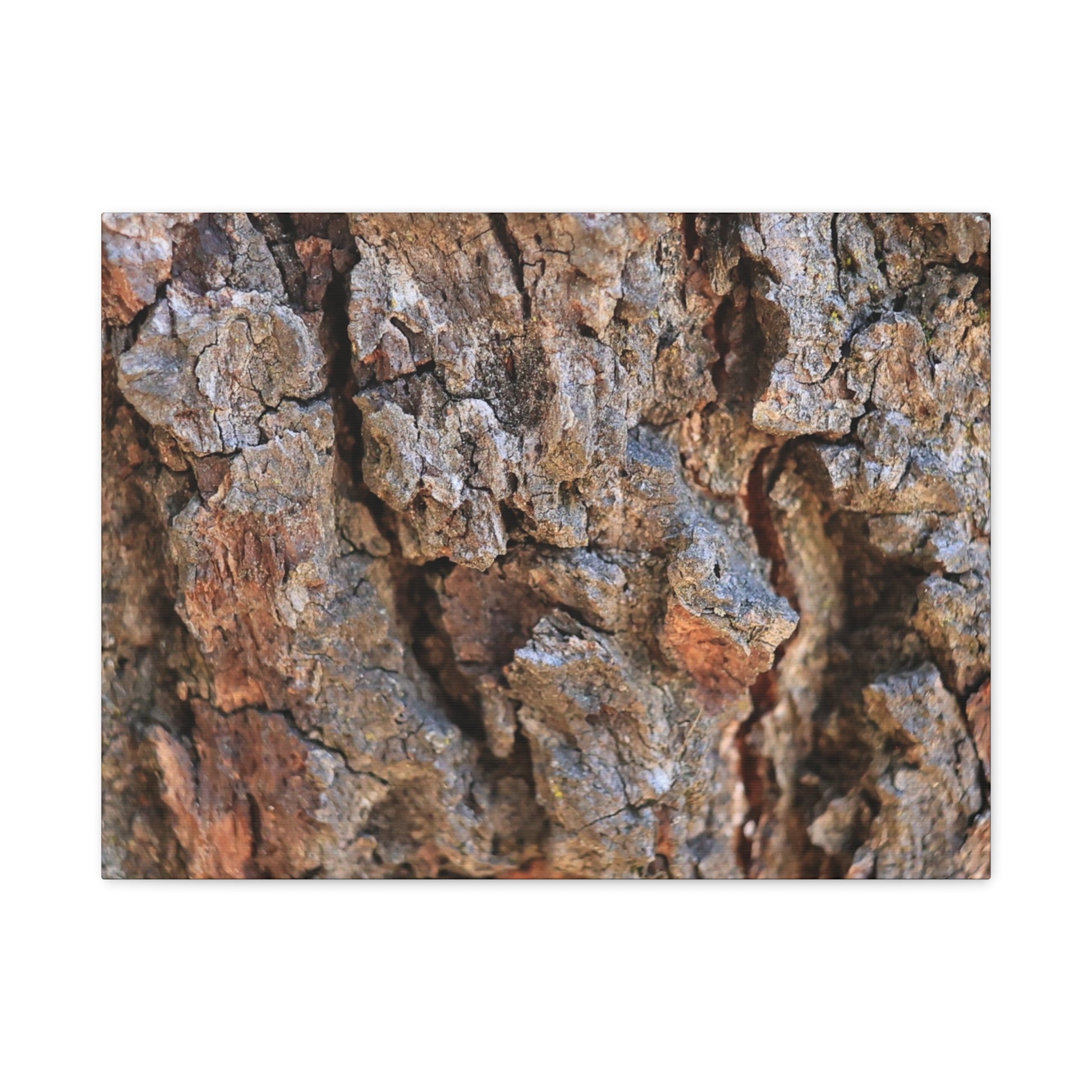 Nature's Skin - Unique Frameless Canvas Wall Art - Art By Earth