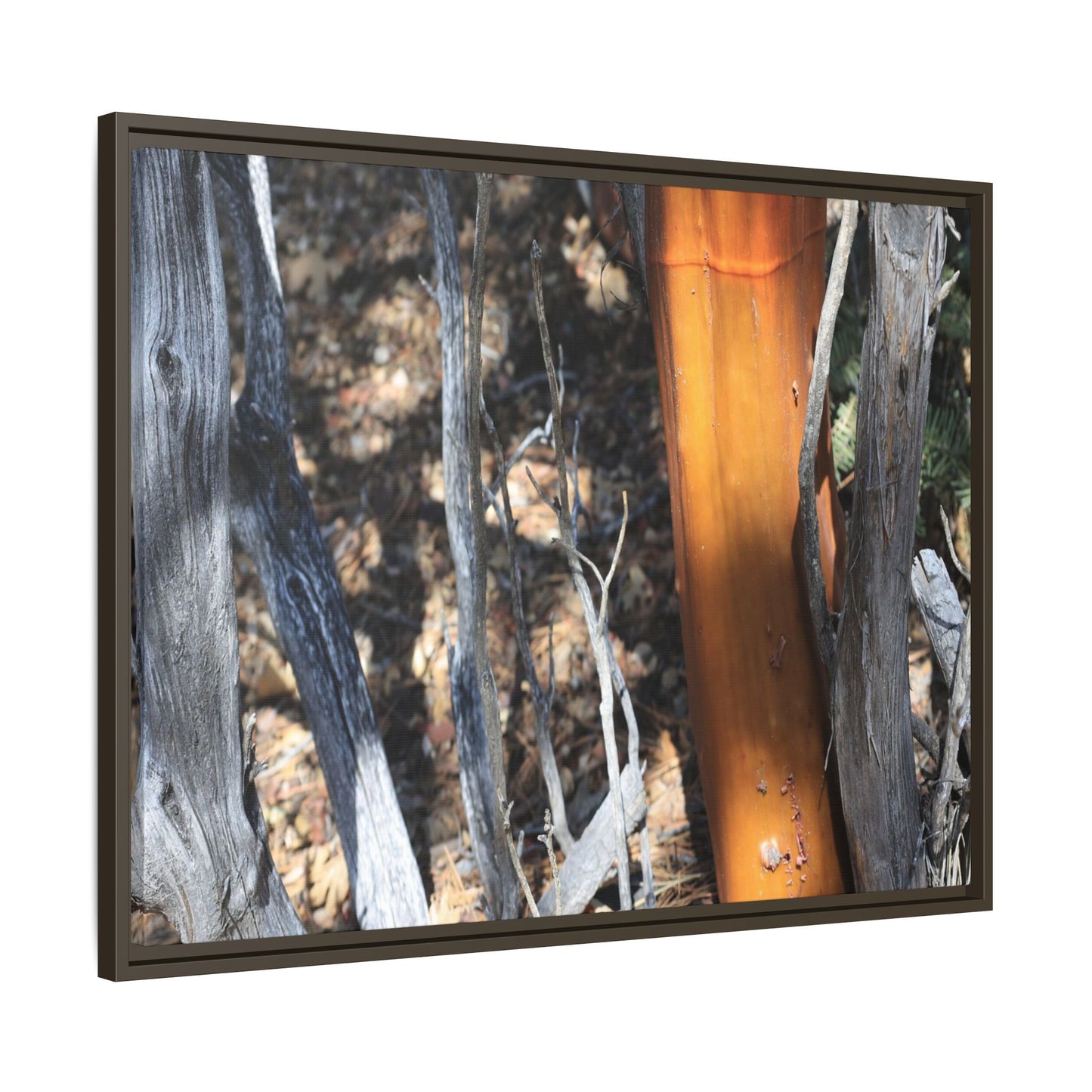 Burnt Trees and Golden Trunk - Unique Stretched Canvas Wall Art