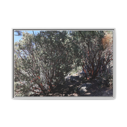 Desert Trail Through Blooming Manzanita - Unique Stretched Canvas Wall Art