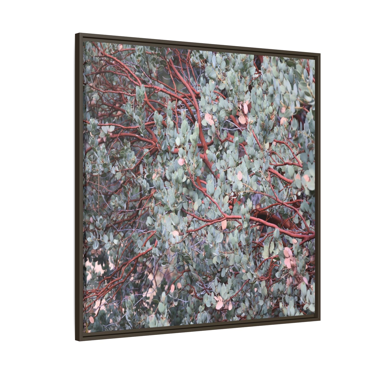 Whispers of Sage - Unique Stretched Canvas Wall Art - Art By Earth