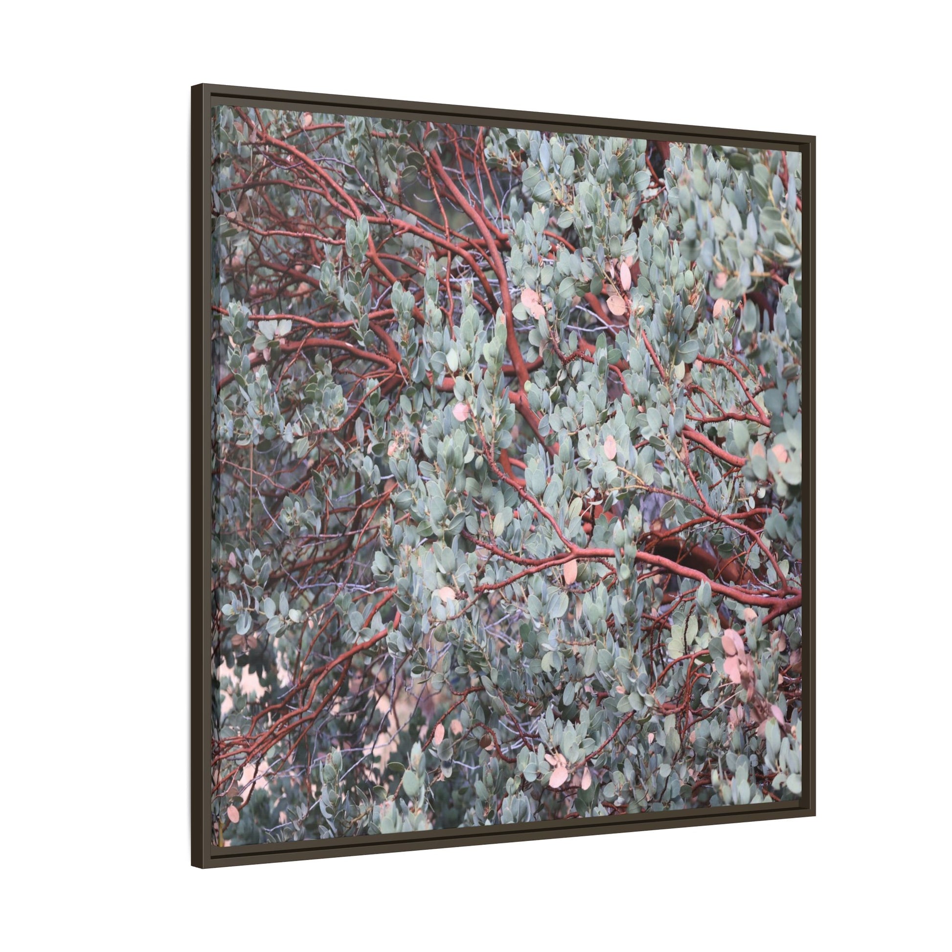 Whispers of Sage - Unique Stretched Canvas Wall Art - Art By Earth