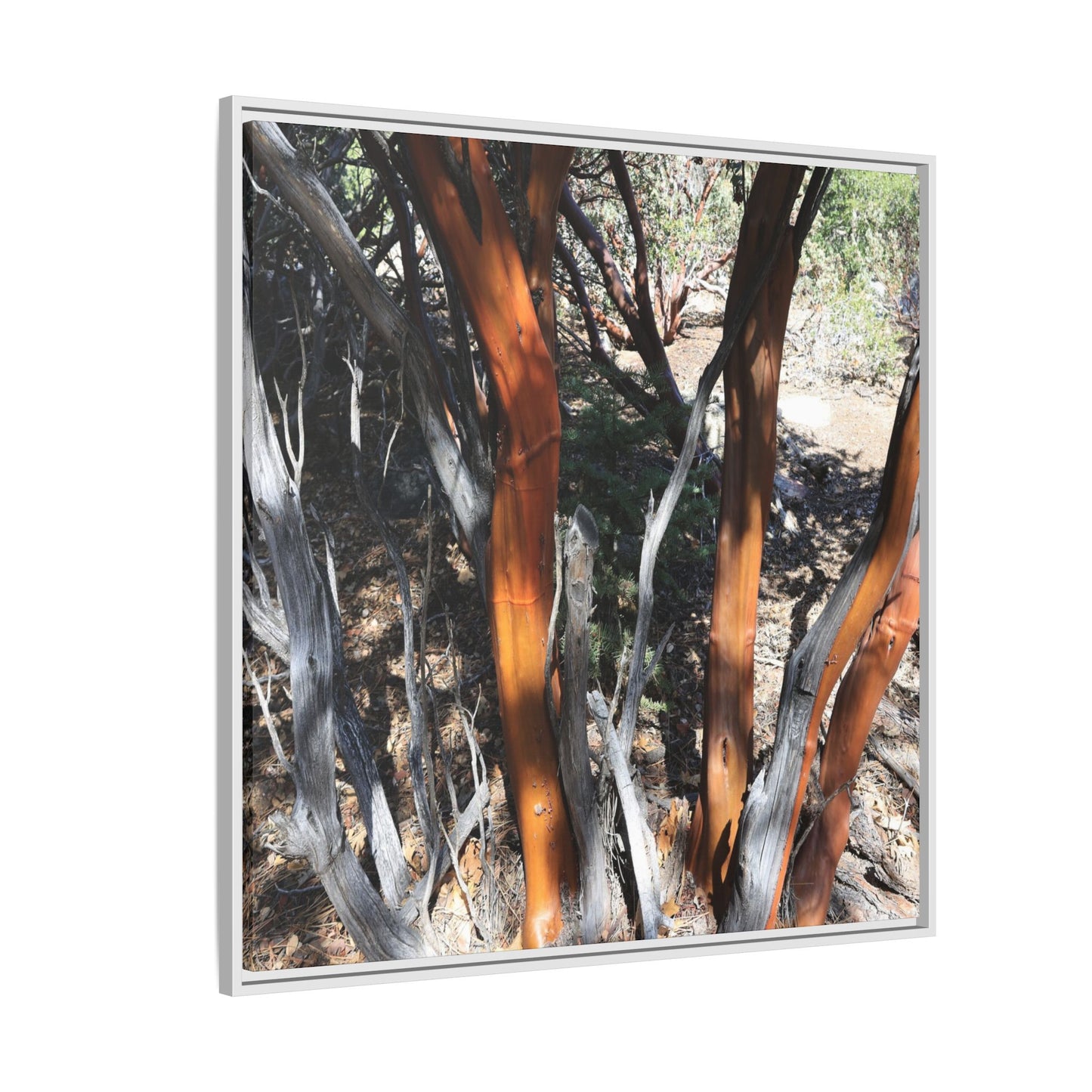 Eucalyptus Grove - Unique Stretched Canvas Wall Art