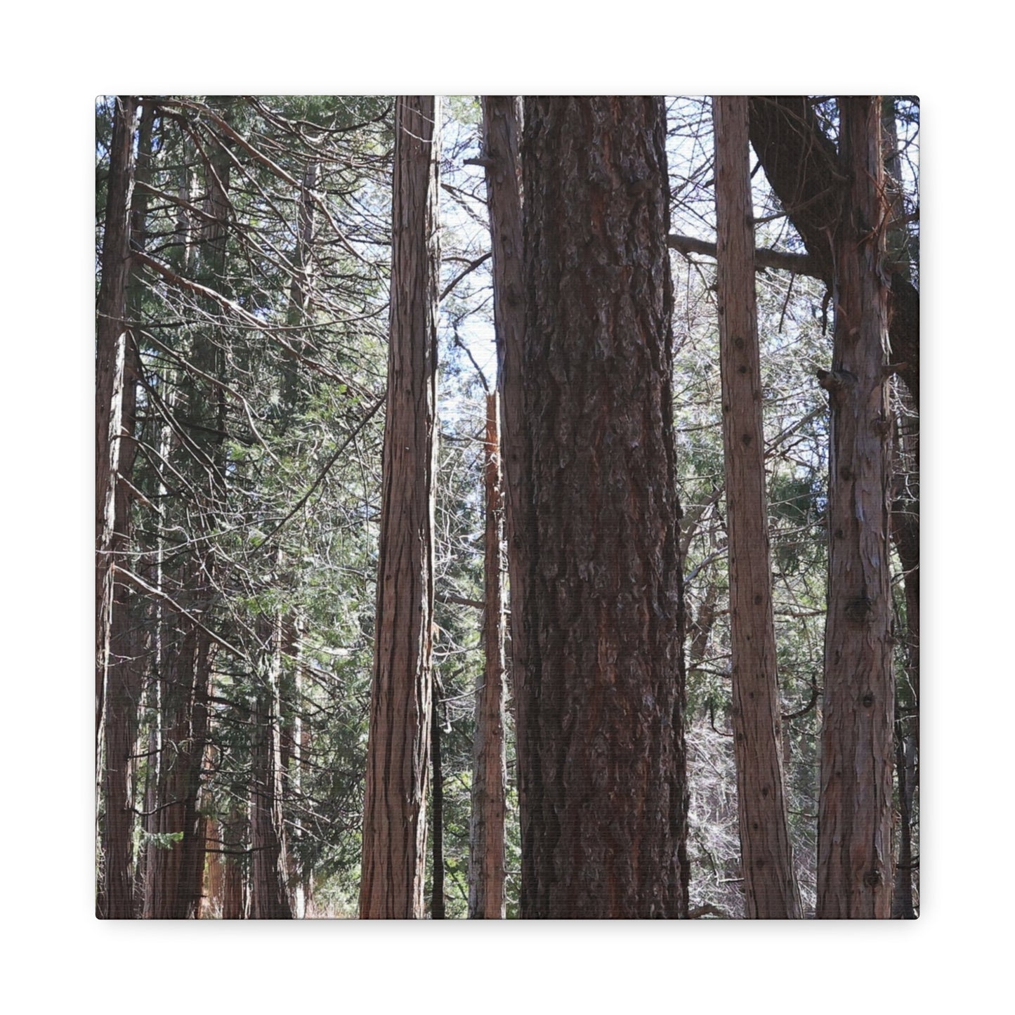 Vertical Sentinels - Unique Frameless Canvas Wall Art - Art By Earth